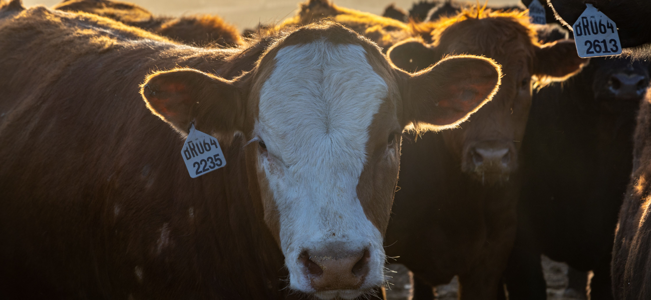 This is a photo of cows together with closeup of brown and white cow.